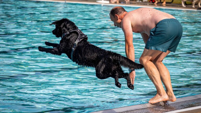 Doggy Day